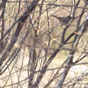 Pyrrholaemus brunneus (Redthroat) at Yulara, NT by BenW