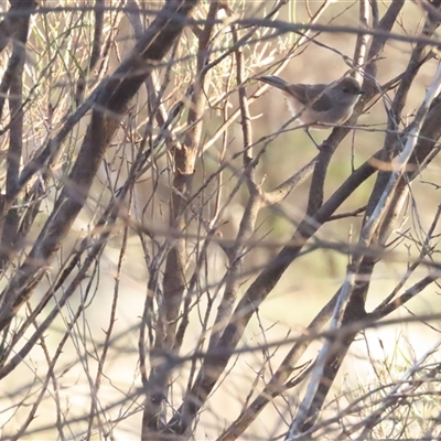 Pyrrholaemus brunneus (Redthroat) at Yulara, NT - 6 Oct 2024 by BenW