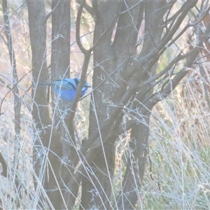 Malurus splendens at Yulara, NT - 6 Oct 2024 07:21 AM