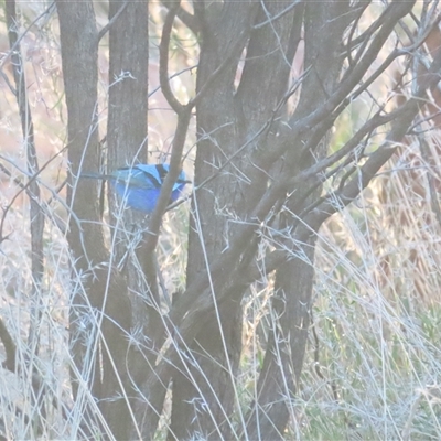 Malurus splendens (Splendid Fairywren) at Yulara, NT - 6 Oct 2024 by BenW