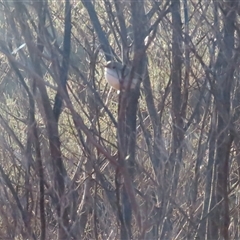 Malurus splendens at Yulara, NT - 6 Oct 2024 07:21 AM