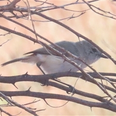 Acanthiza robustirostris (Slaty-backed Thornbill) at Yulara, NT - 6 Oct 2024 by BenW