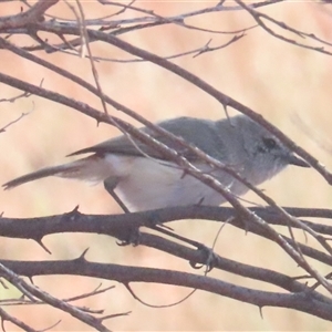 Acanthiza robustirostris (Slaty-backed Thornbill) at Yulara, NT by BenW