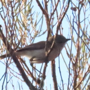 Acanthiza robustirostris at Yulara, NT - 6 Oct 2024