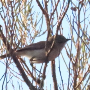 Acanthiza robustirostris at Yulara, NT - 6 Oct 2024 08:24 AM