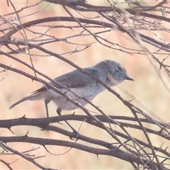 Acanthiza robustirostris at Yulara, NT - 6 Oct 2024