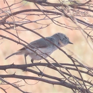 Acanthiza robustirostris at Yulara, NT - 6 Oct 2024