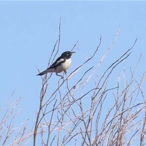 Certhionyx variegatus at Yulara, NT - 6 Oct 2024