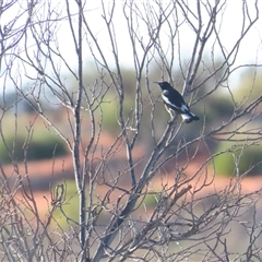 Certhionyx variegatus at Yulara, NT - 6 Oct 2024