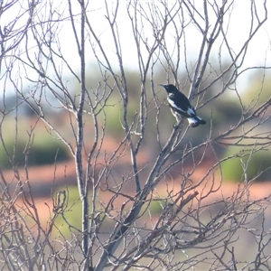 Certhionyx variegatus at Yulara, NT - 6 Oct 2024