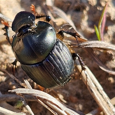 Onthophagus sp. (genus) at Macgregor, ACT - 29 Sep 2024 by Jiggy