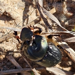 Onthophagus sp. (genus) at Macgregor, ACT - 30 Sep 2024 08:17 AM