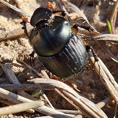 Onthophagus sp. (genus) at Macgregor, ACT - 30 Sep 2024 08:17 AM