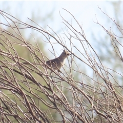 Psophodes occidentalis (Chiming Wedgebill) at Yulara, NT - 6 Oct 2024 by BenW