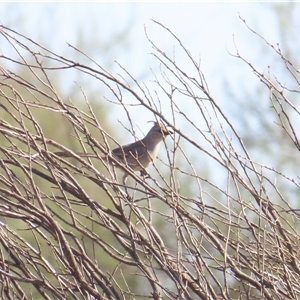 Psophodes occidentalis (Chiming Wedgebill) at Yulara, NT by BenW