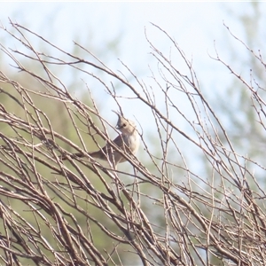 Psophodes occidentalis at Yulara, NT - 6 Oct 2024