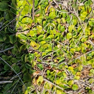 Dichondra repens at Hume, ACT - 11 Oct 2024 01:24 PM