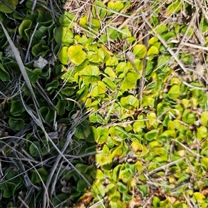 Dichondra repens at Hume, ACT - 11 Oct 2024 01:24 PM