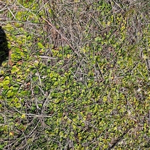 Dichondra repens at Hume, ACT - 11 Oct 2024