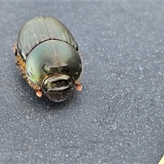 Onthophagus australis at Hume, ACT - 11 Oct 2024 by Jiggy