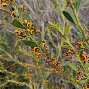 Daviesia mimosoides at Hume, ACT - 9 Oct 2024 01:15 PM