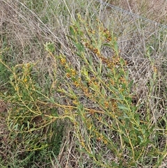 Daviesia mimosoides at Hume, ACT - 9 Oct 2024