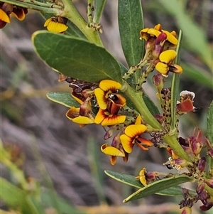 Daviesia mimosoides at Hume, ACT - 9 Oct 2024