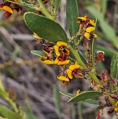 Daviesia mimosoides at Hume, ACT - 9 Oct 2024