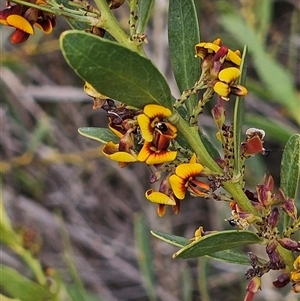 Daviesia mimosoides at Hume, ACT - 9 Oct 2024 01:15 PM