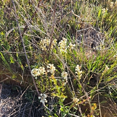 Stackhousia monogyna (Creamy Candles) at Hume, ACT - 9 Oct 2024 by Jiggy