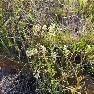 Stackhousia monogyna at Hume, ACT - 10 Oct 2024