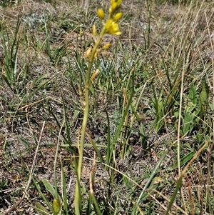 Bulbine bulbosa at Hume, ACT - 10 Oct 2024