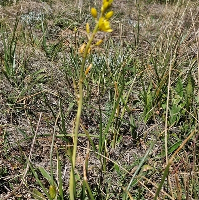 Bulbine bulbosa (Golden Lily, Bulbine Lily) at Hume, ACT - 10 Oct 2024 by Jiggy