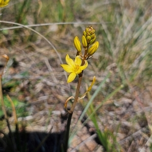 Bulbine bulbosa at Hume, ACT - 10 Oct 2024