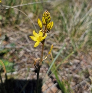 Bulbine bulbosa at Hume, ACT - 10 Oct 2024