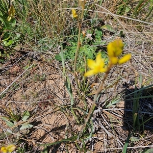 Bulbine bulbosa at Hume, ACT - 10 Oct 2024