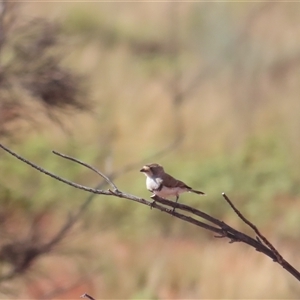 Aphelocephala nigricincta at Yulara, NT - 6 Oct 2024