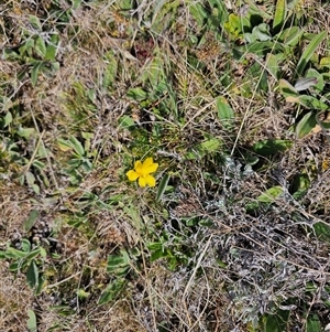 Goodenia pinnatifida at Hume, ACT - 11 Oct 2024