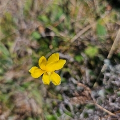 Goodenia pinnatifida at Hume, ACT - 11 Oct 2024