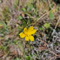 Goodenia pinnatifida at Hume, ACT - 11 Oct 2024 11:08 AM