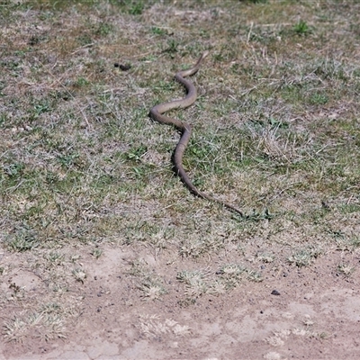 Pseudonaja textilis (Eastern Brown Snake) at Hume, ACT - 12 Oct 2024 by Jiggy