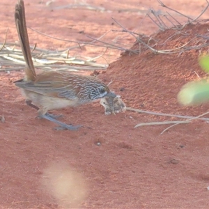 Amytornis whitei (Rufous Grasswren) at Yulara, NT by BenW