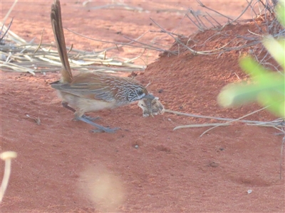 Amytornis whitei (Rufous Grasswren) at Yulara, NT - 6 Oct 2024 by BenW