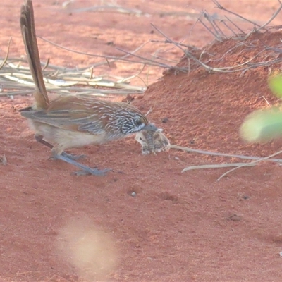 Amytornis whitei (Rufous Grasswren) at Yulara, NT - 6 Oct 2024 by BenW