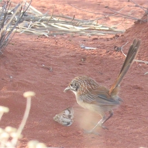 Amytornis whitei at Yulara, NT - 6 Oct 2024