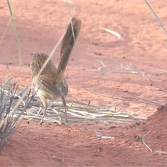 Amytornis whitei at Yulara, NT - suppressed