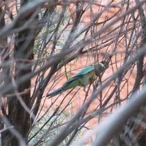 Barnardius zonarius (Australian Ringneck) at Petermann, NT by BenW