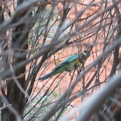 Barnardius zonarius (Australian Ringneck) at Petermann, NT - 7 Oct 2024 by BenW