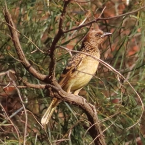 Chlamydera guttata (Western Bowerbird) at Petermann, NT by BenW