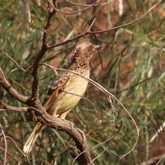 Chlamydera guttata at Petermann, NT - 7 Oct 2024 07:55 AM